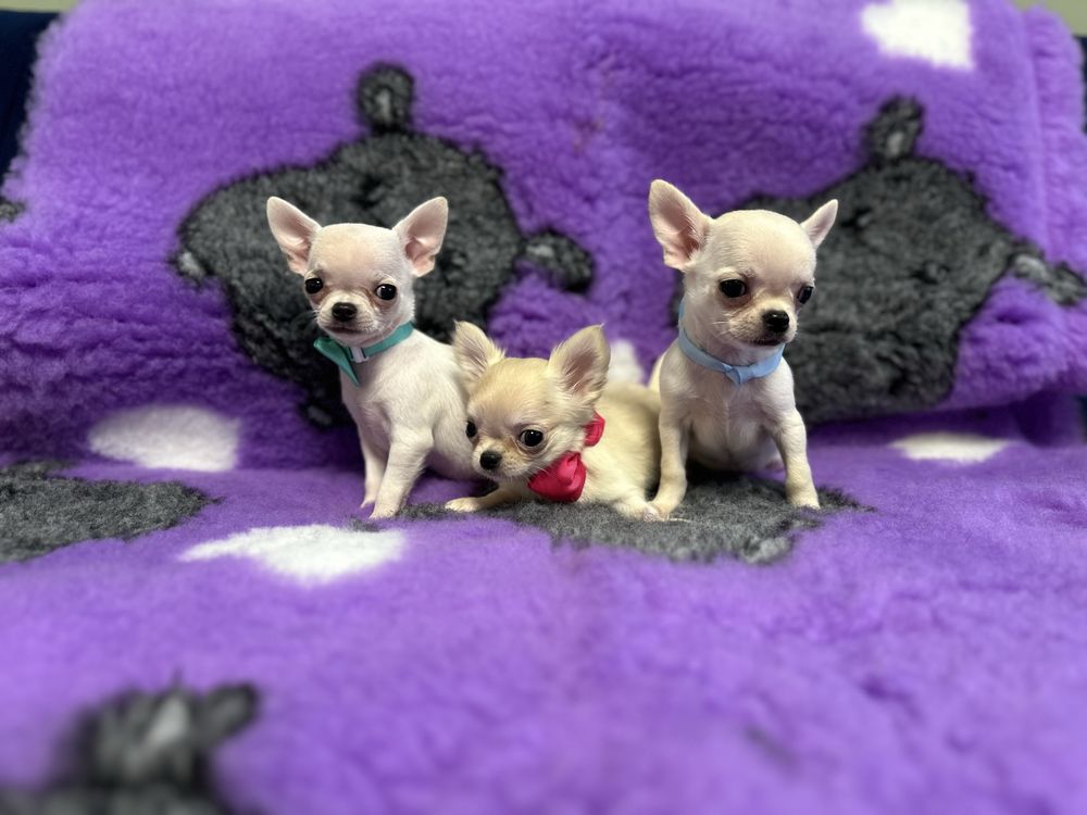 Chihuahua chlopiec szczenie FCI