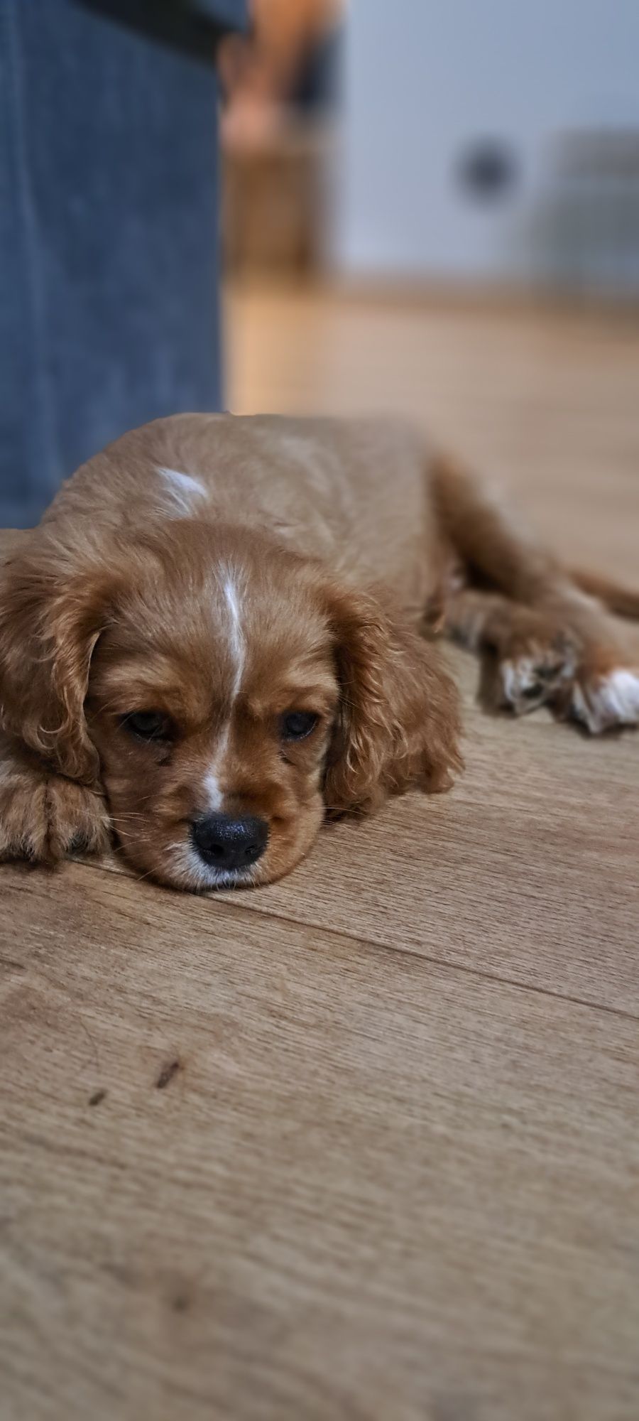 Cavalier king Charles Spaniel