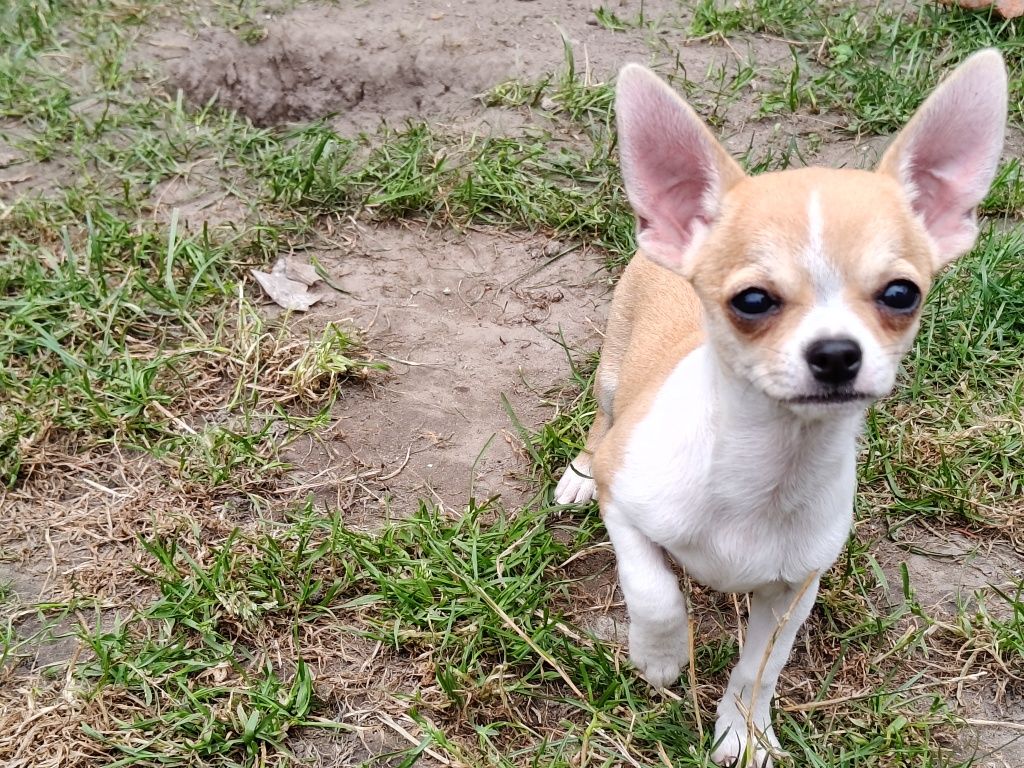 Chihuahua 4 miesiące, a waga tylko 1,1 kg, śliczna, odważna, rodowód