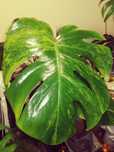 Monstera Green on Green Variegata GoG Large F REZERWACJA philodendron