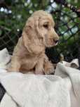 Szczeniak  Cocker Spaniel