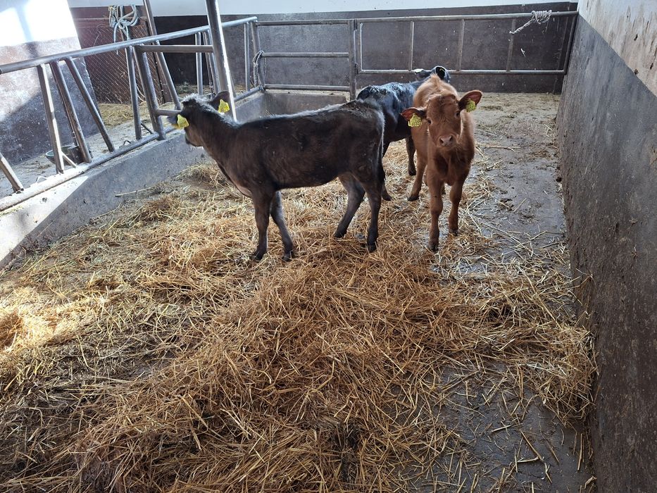 Jałówki bez mleka 3szt