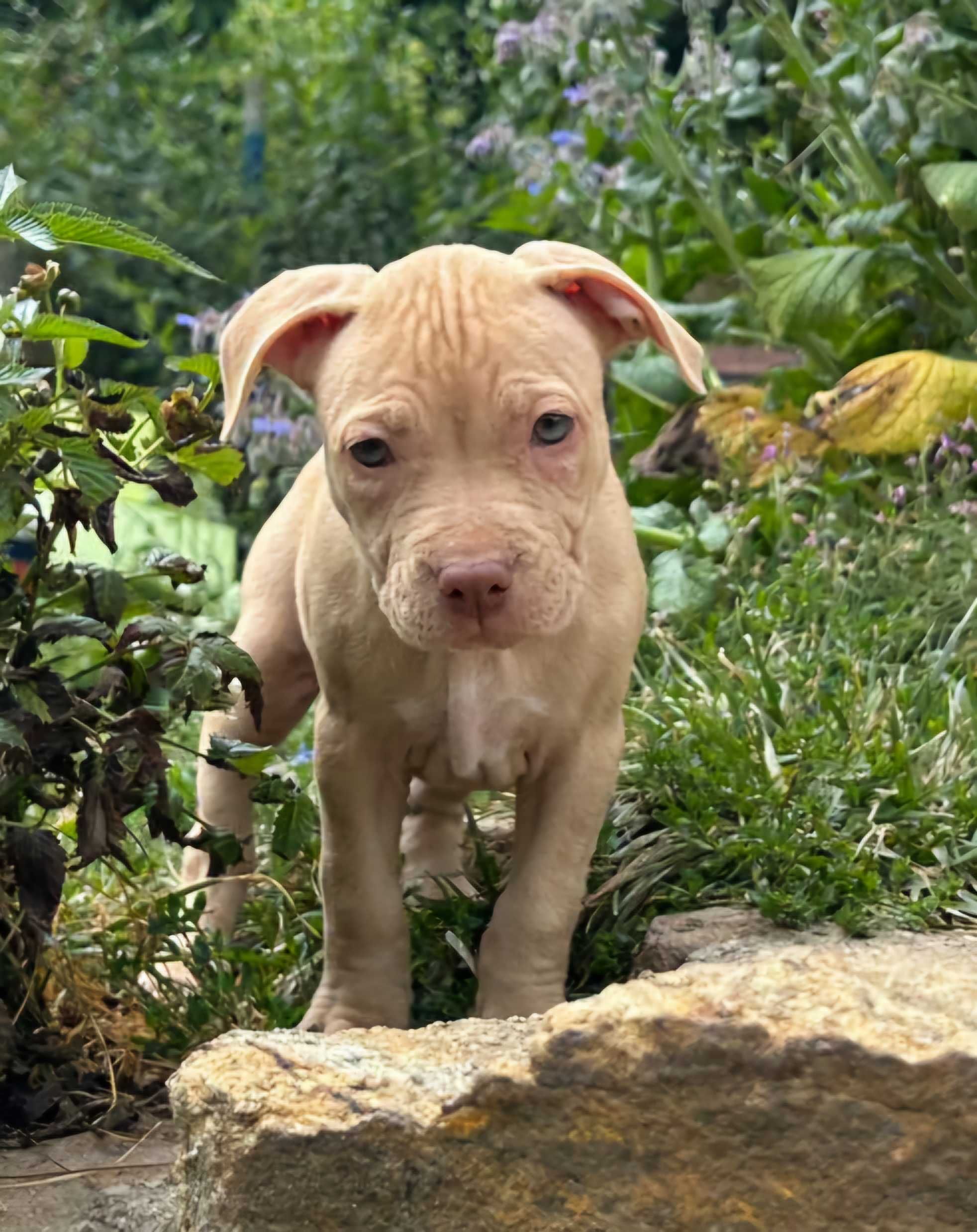 Amerykański pitbull terier
