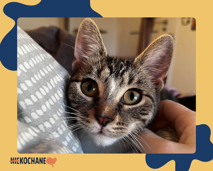 Dora the explorer- mała kulka a nie kot