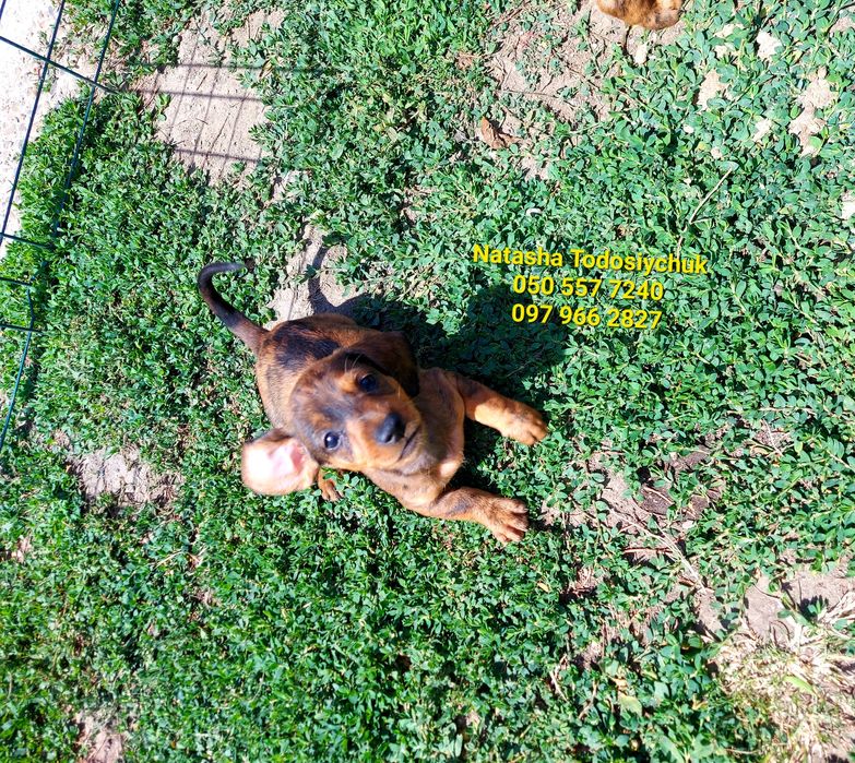 Милі пупси міні такси рідкісних окрасів