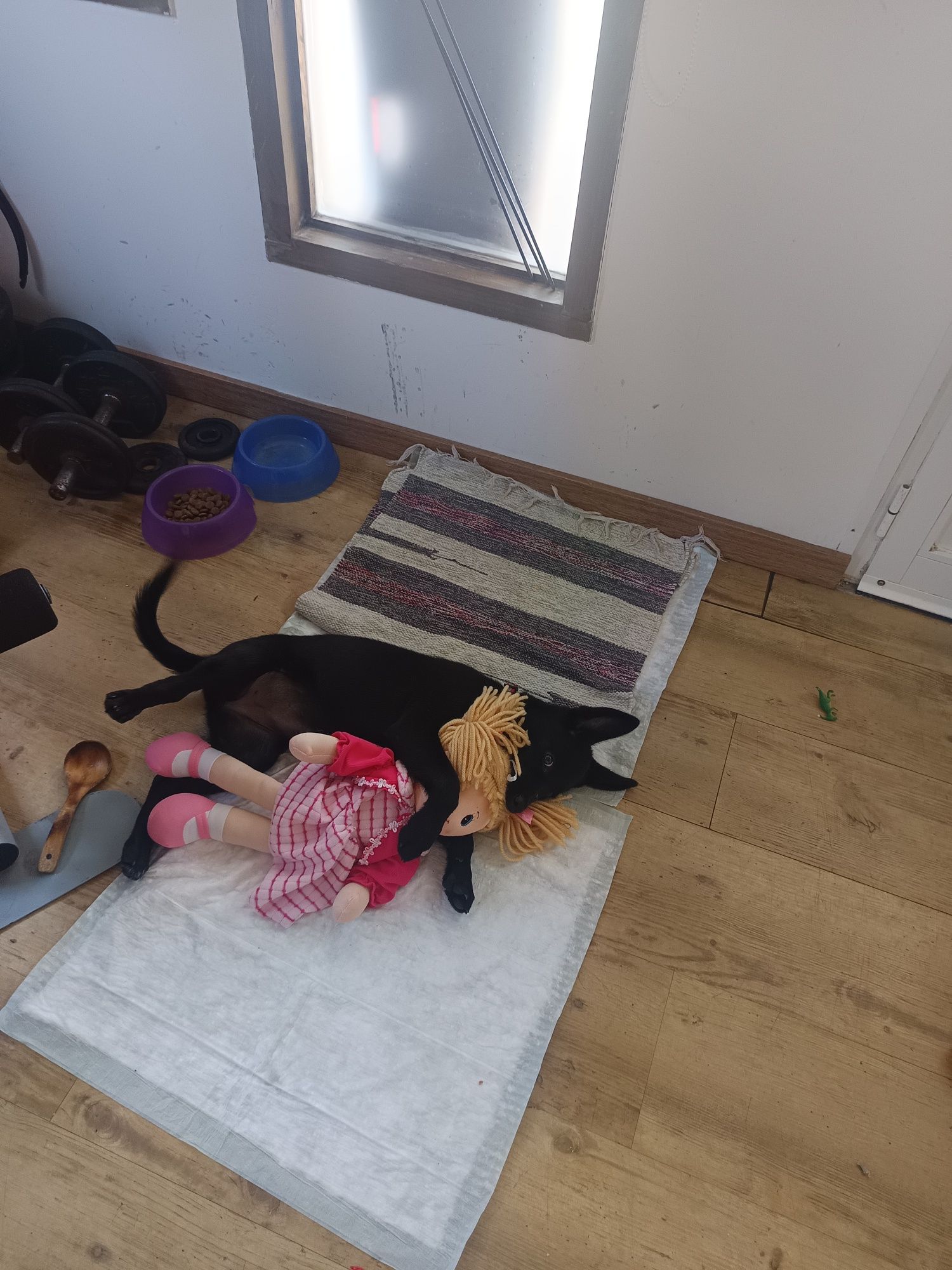 Estou doando essa cachorrinha
