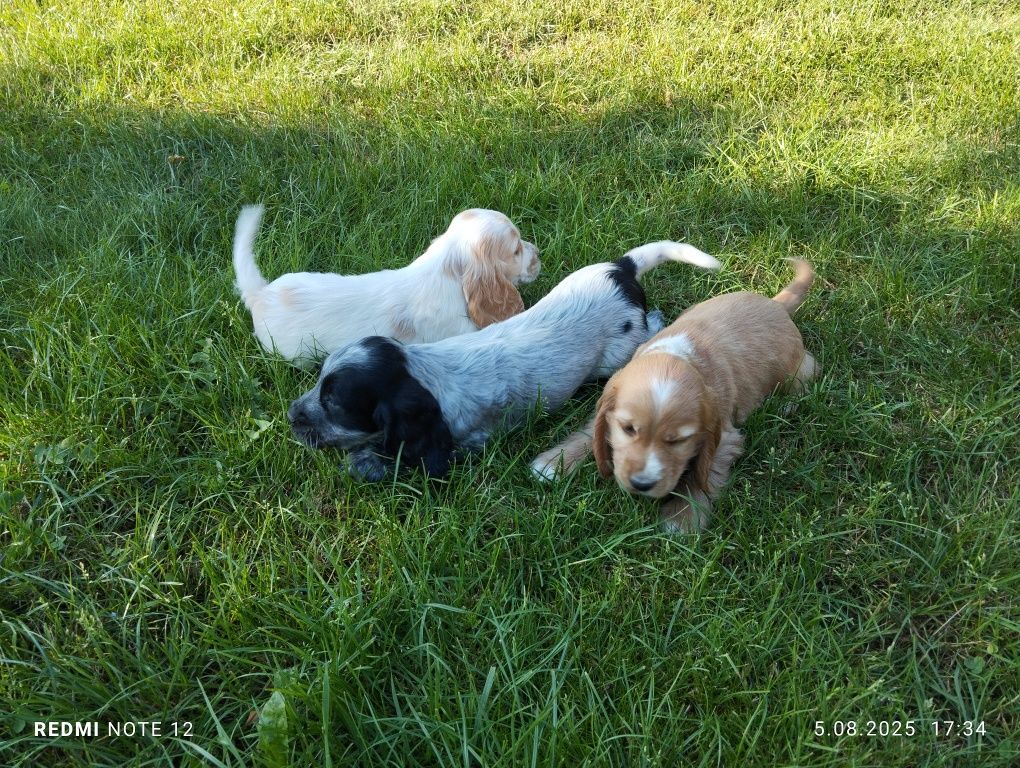 Piękny Piesek Cocker Spaniel