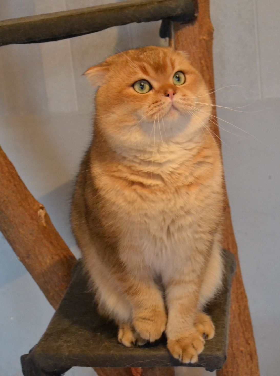 Крупный вислоухий кот золотая шиншила