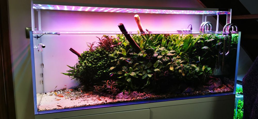 Rośliny akwariowe - Anubias, Bucephalandra