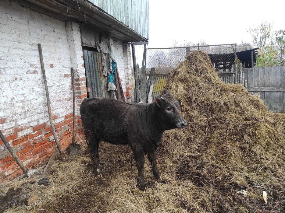 Телка, теличка, телиця.  5 міс.