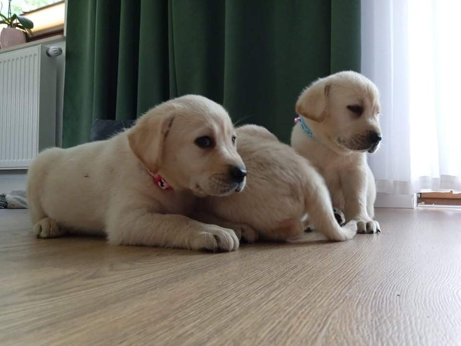 Labrador retriever