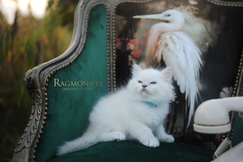 Kocurek ragdoll seal bicolour lynx kociak