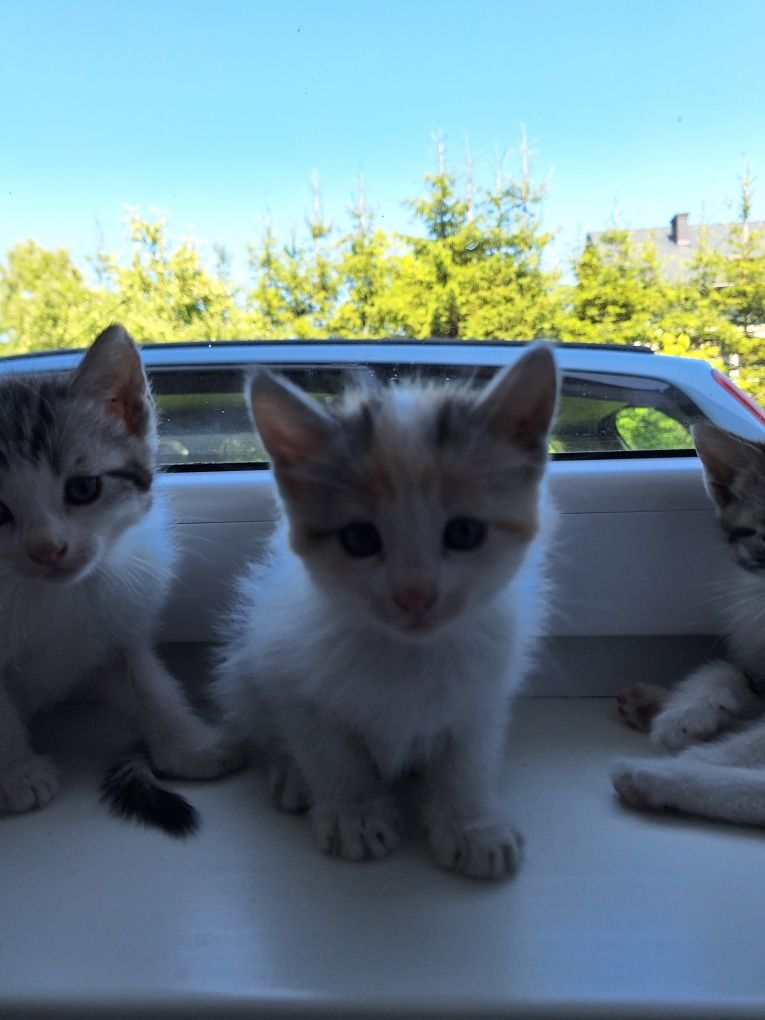 Do oddania 4 śliczne kotki gotowe do adopcji