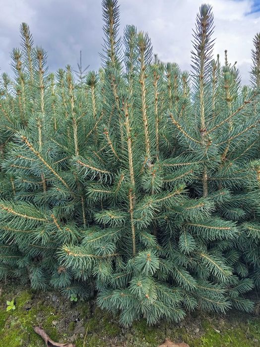 świerk srebrny trzyletni wys 40-60 cm, sadzonki, choinka