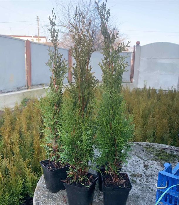 Туя смарагд-різні розміри-відправка