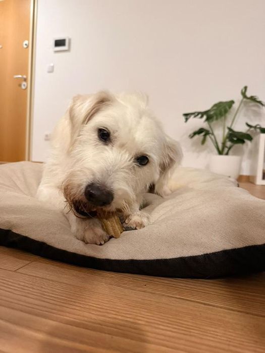 Cão meigo para adoção