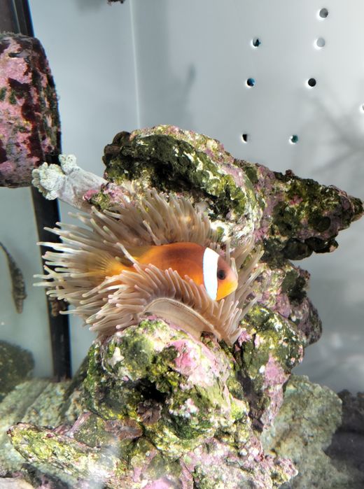 Vende-se rocha com anémona e peixe