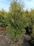 Tuja Brabant donica 7,5L 150-180 cm