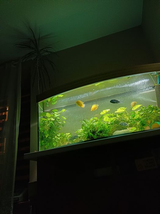 Akwarium 240l panoramiczne