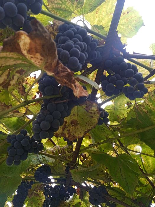 Виноград на продажу