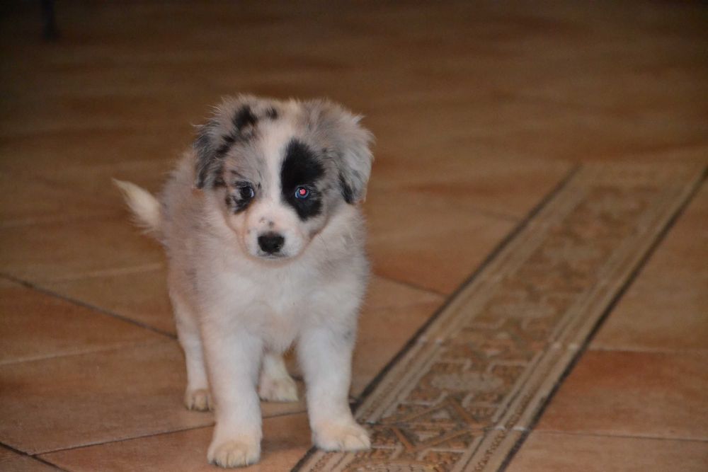 Border Collie piesek