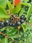 Aronia zdrowe owoce