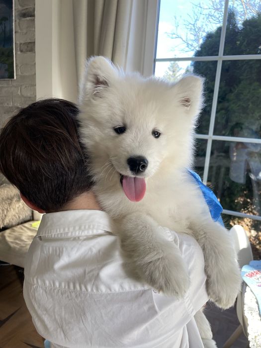 Piesek samoyed, szczenię.