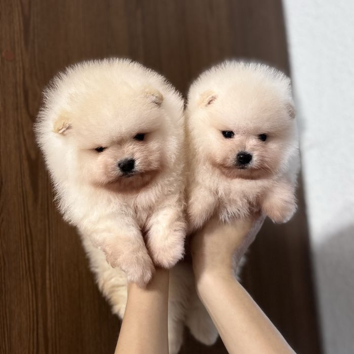 лялькові Ведмедики шоу классу