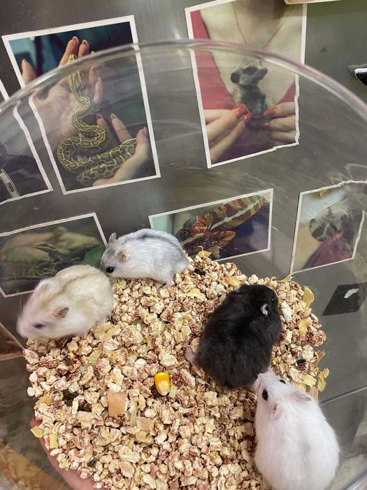 Хомяк джунгарский - різнокольорові джунгаріки хомяки