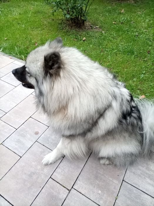 Szpic wilczy 3 lata samiczka