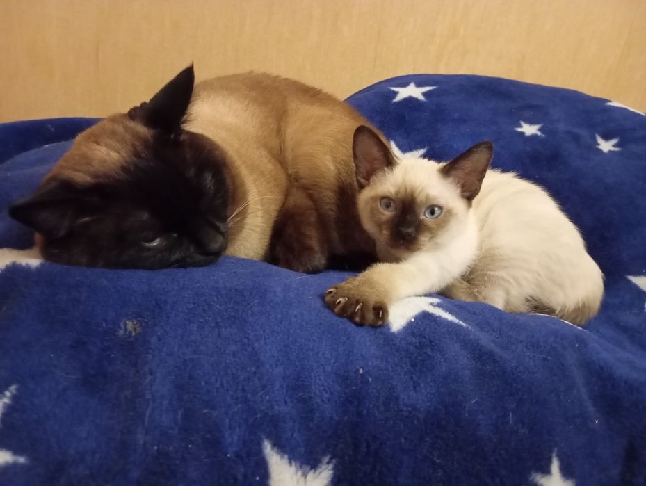 Тайские (старосиамские) красавчики