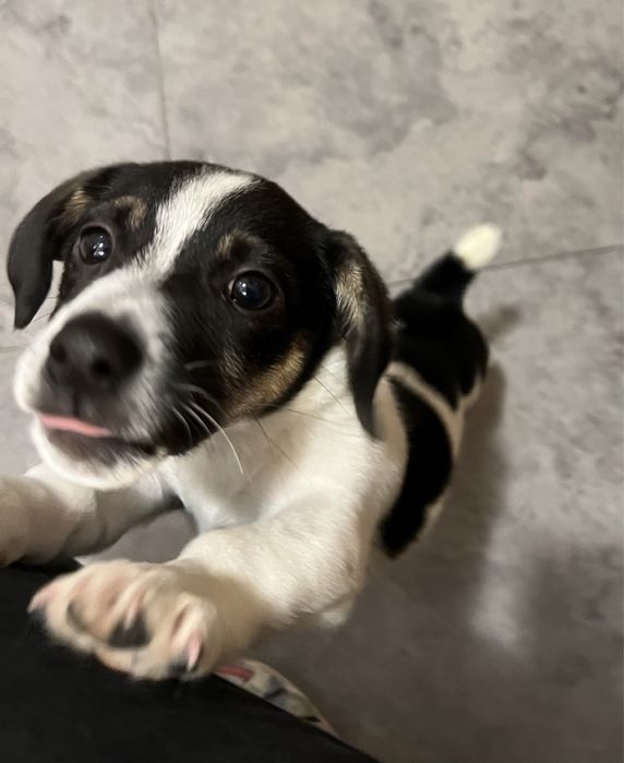 Szczeniaki do adopcji