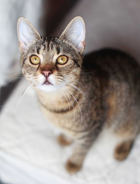 do adopcji: Serduszko i Róża.
