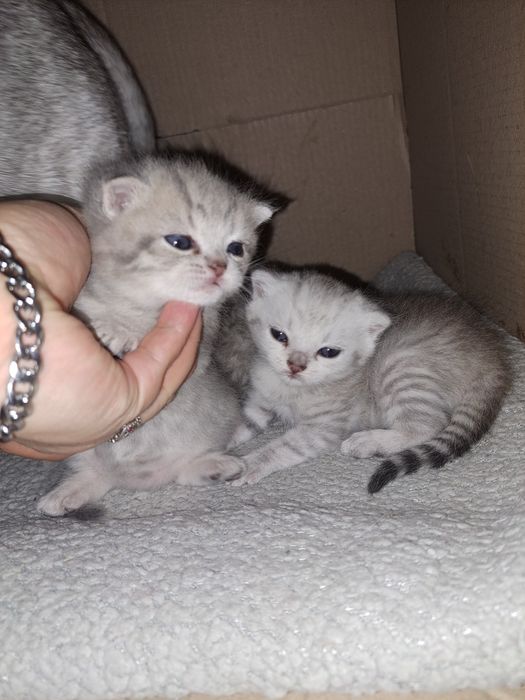 Кошенята на Миколая СРІБНА ШИНШИЛА неймовірні кошенята