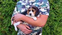 Sunia Szczeniak Beagle Tricolor