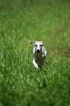 Chart angielski whippet - pies BONO FCI/ZKwP