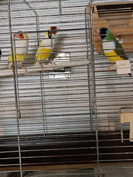 Vendo diamantes de gould