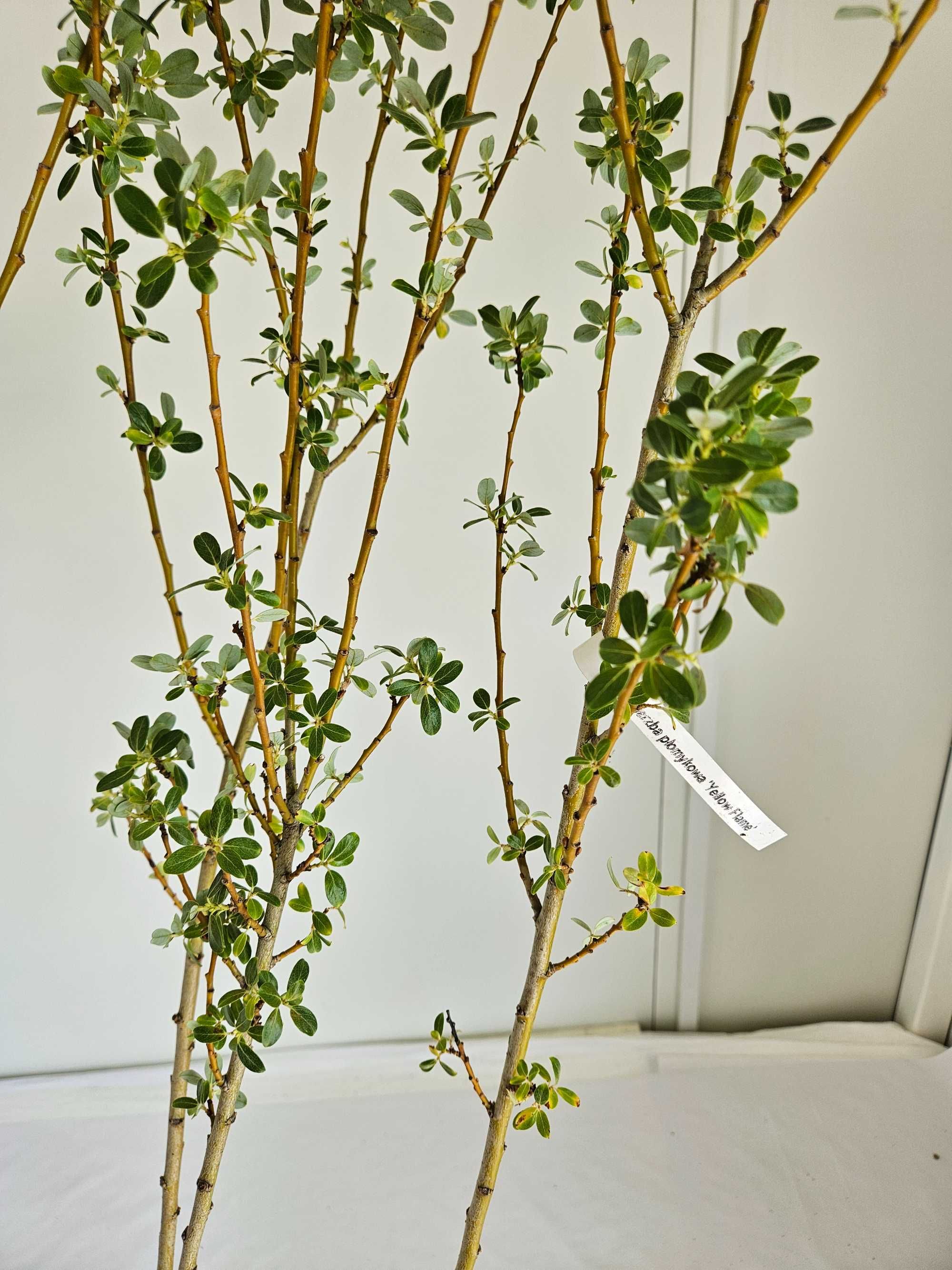 Wierzba połomykowa Yellow Flame 130 cm donica 3L