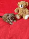 Shih Tzu Suczka Czekoladowa