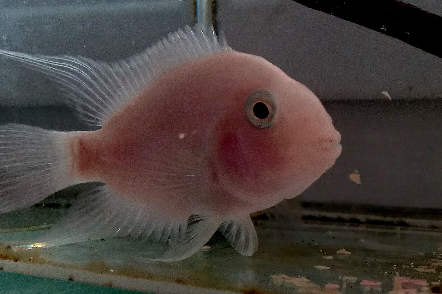 Pielegnica zebra albino