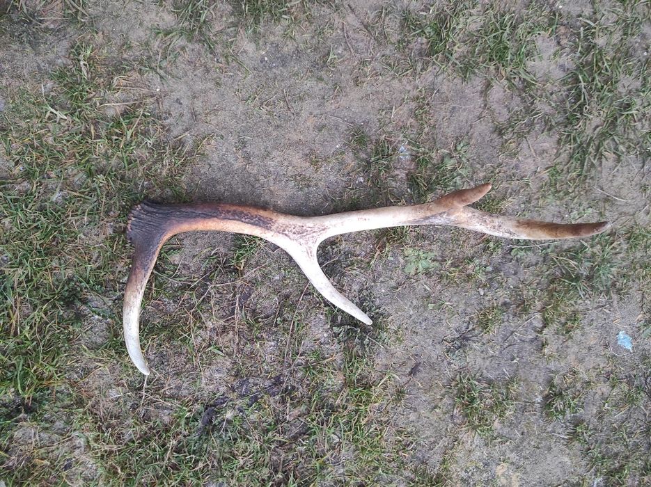 Poroże jelenia poroze