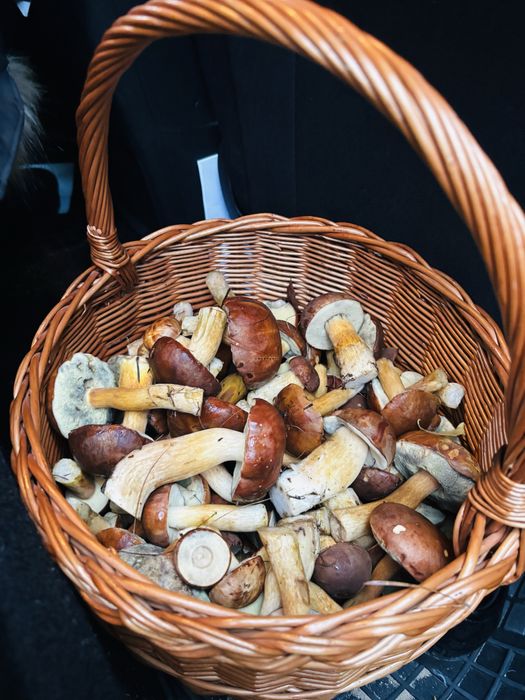 Sprzedam Swieże grzybki, podgrzybek, maslak pstry/sitowy, opieńka,