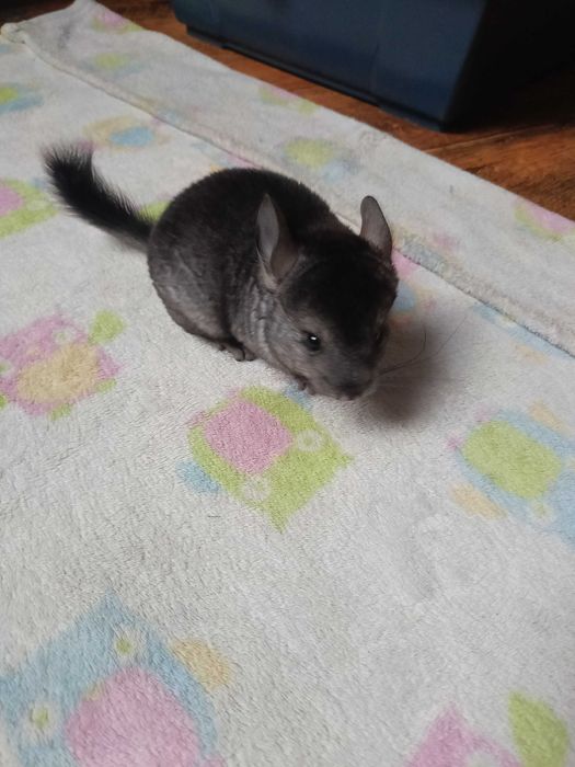 Szynszyle Rezerwacja do środy