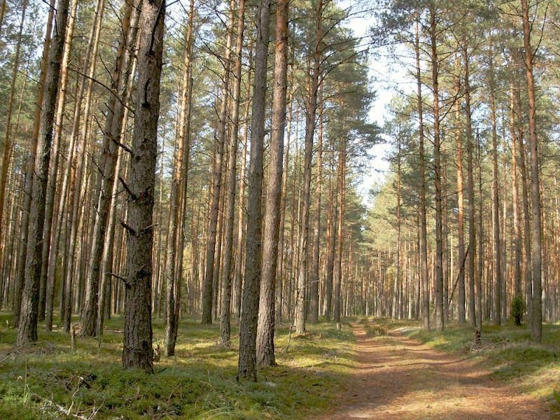 Глеваха 1 садівництво дача