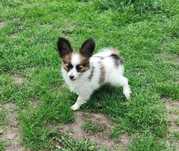 Papillon, suczka ZKwP