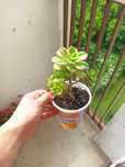 Aeonium kiwi, sadzonka