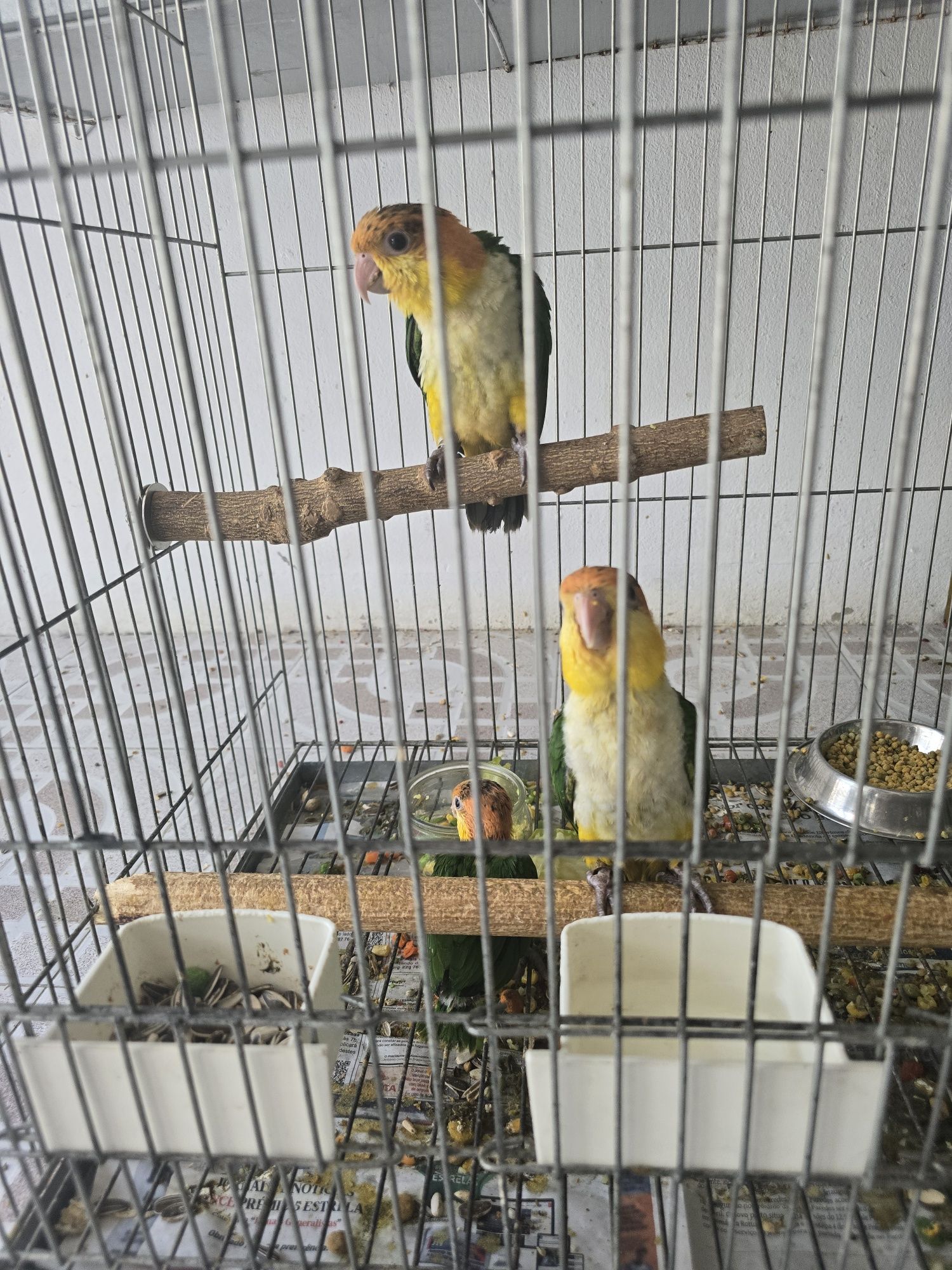 Marianinhas cabeça canela