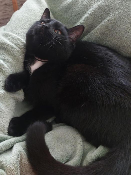 Oddam kotka za darmo!