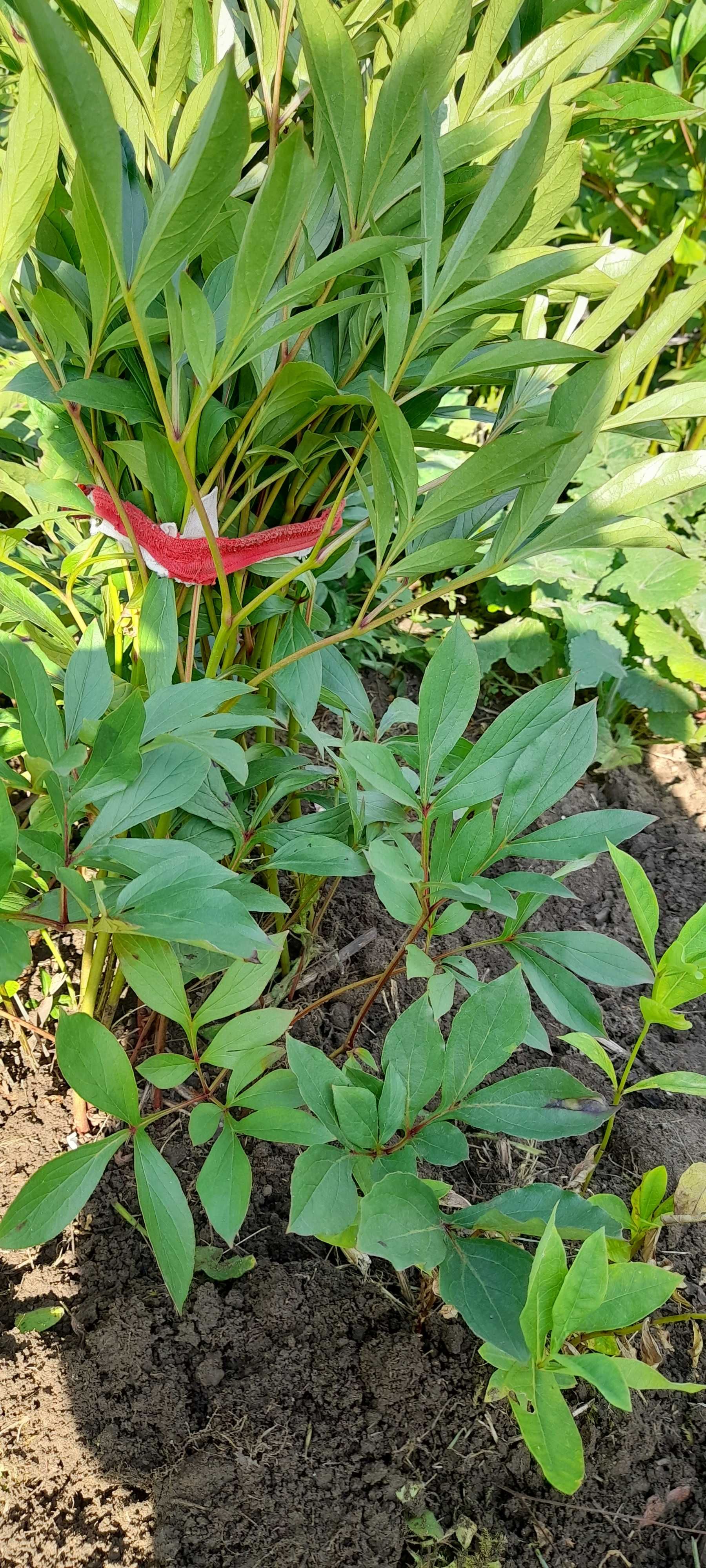 Peonie czerwcowe hestia, floks,marcinki inne byliny z gruntu