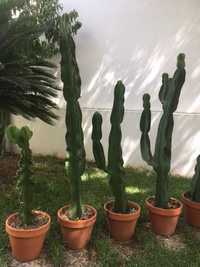 Vendo Cactos Euphorbia